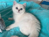 Vente d&rsquo;un chaton Scottish Straight femelle au pelage silver point (LOOF)