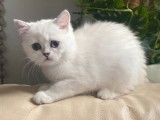Vente d&rsquo;un chaton Scottish Straight femelle au pelage silver point (LOOF)