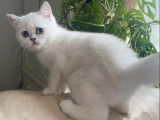 Vente d&rsquo;un chaton Scottish Straight femelle au pelage silver point (LOOF)