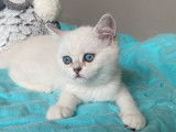 Vente d&rsquo;un chaton Scottish Straight femelle au pelage silver point (LOOF)