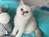 Vente d&rsquo;un chaton Scottish Straight femelle au pelage silver point (LOOF)