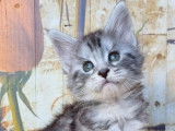 R&eacute;servation de chatons Maine Coons femelles (LOOF)