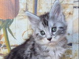 R&eacute;servation de chatons Maine Coons femelles (LOOF)
