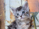 R&eacute;servation de chatons Maine Coons femelles (LOOF)