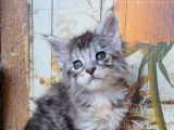 R&eacute;servation de chatons Maine Coons femelles (LOOF)