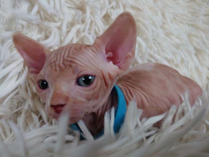 Chaton sphynx femelle bleue à vendre Petite Annonce chat