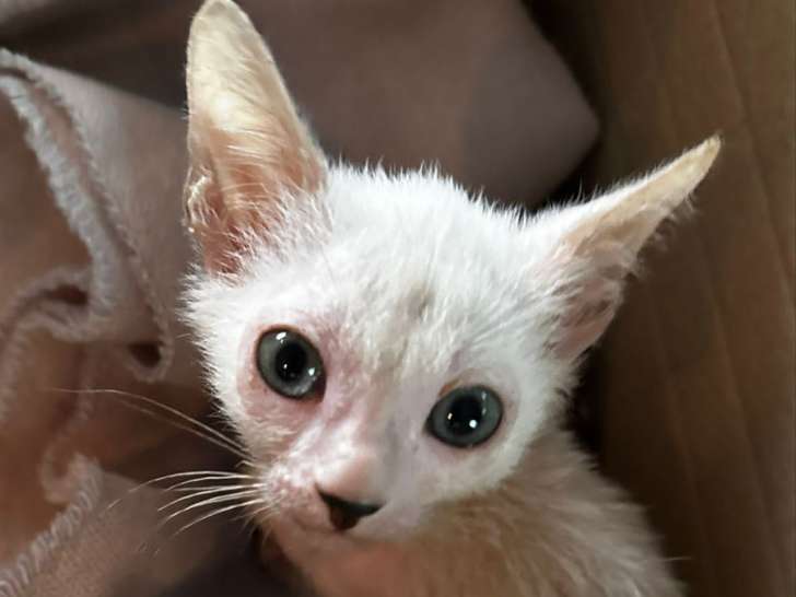 Très beau chaton femelle blanche lykoï à vendre