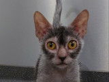 Très beau chaton femelle beige roan lykoï à vendre