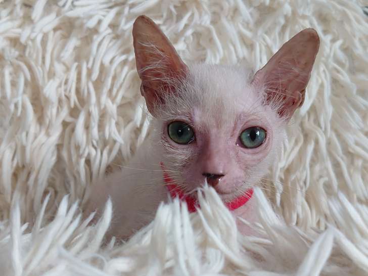 Très beau chaton femelle blanche lykoï à vendre