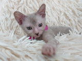 Très beau chaton femelle beige roan lykoï à vendre