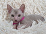 Très beau chaton femelle beige roan lykoï à vendre