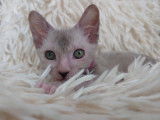 Très beau chaton femelle beige roan lykoï à vendre