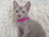 Très beau chaton femelle beige roan lykoï à vendre