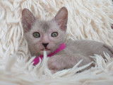 Très beau chaton femelle beige roan lykoï à vendre