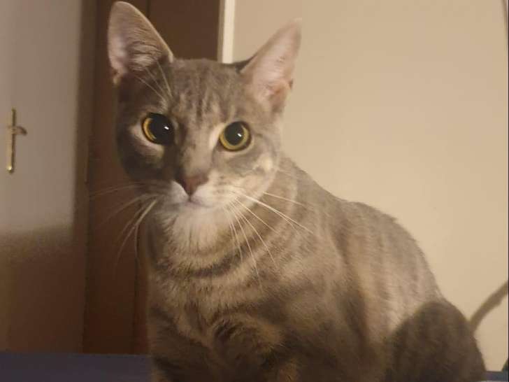 Chat à donner