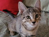 Chaton mâle à donner