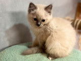 4 chatons Ragdolls LOOF au pelage blue point disponibles à l'achat