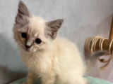 4 chatons Ragdolls LOOF au pelage blue point disponibles à l'achat