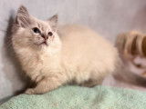 4 chatons Ragdolls LOOF au pelage blue point disponibles à l'achat
