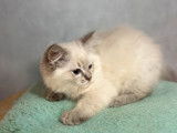 4 chatons Ragdolls LOOF au pelage blue point disponibles à l'achat
