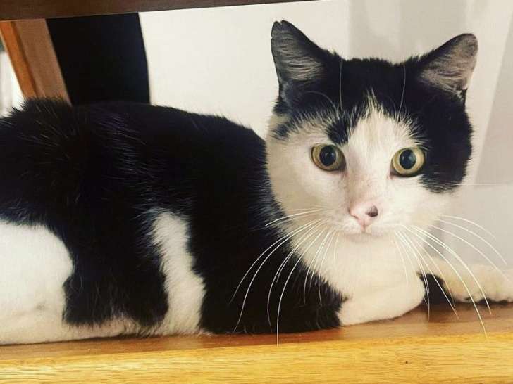 Chat de 2 ans à donner