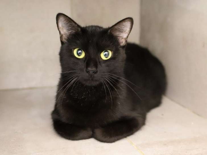Chatte noire de 2 ans à donner