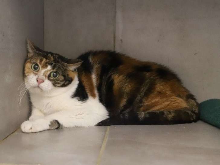 Chatte de 4 ans à adopter