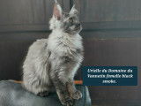 Chatons Maine Coon LOOF à vendre