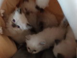 Chatons Ragdoll à réserver