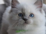 Ulk - blue mitted