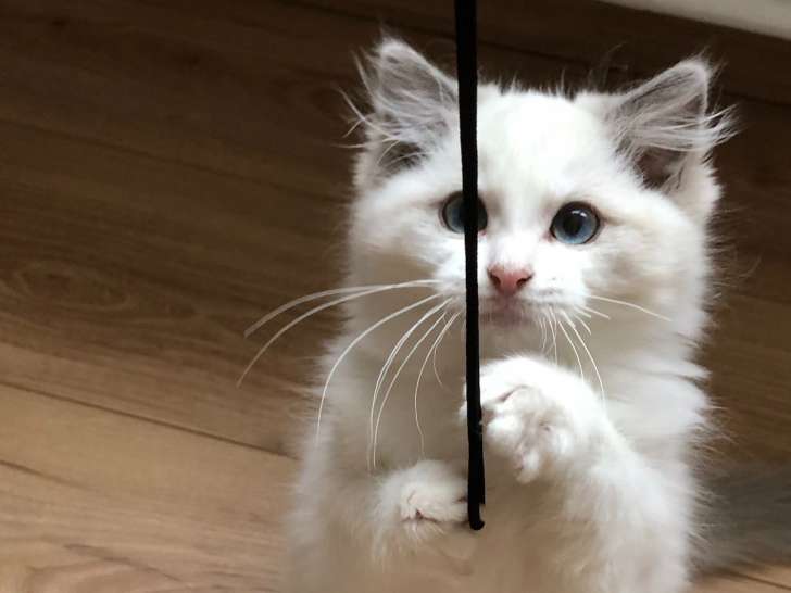 Chatonne Ragdoll à vendre