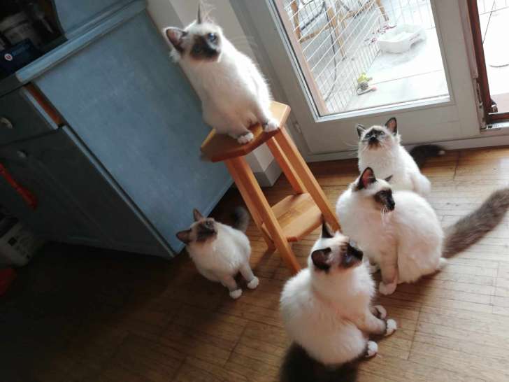Chatons Sacré de Birmanie LOOF à vendre