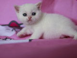 Chatons de race British Shorthair à vendre (4 mâles)