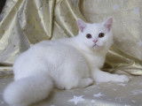 Chatons de race British Shorthair à vendre (4 mâles)