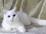 Chatons de race British Shorthair à vendre (4 mâles)
