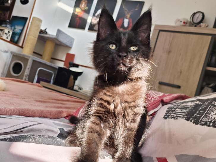 U-Groot Mâle
