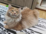 Mâle Maine Coon disponible pour saillie