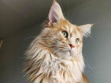 Mâle Maine Coon disponible pour saillie