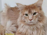 Mâle Maine Coon disponible pour saillie