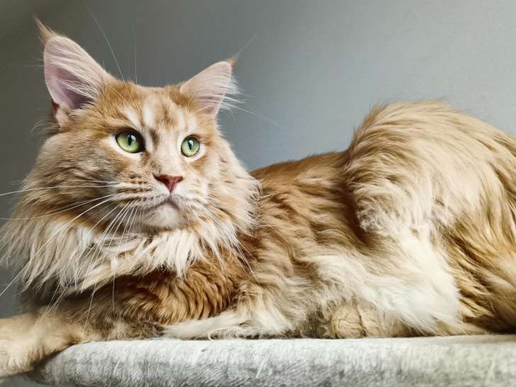 Mâle Maine Coon disponible pour saillie