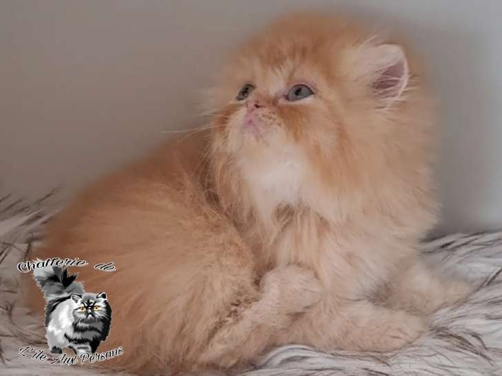 Chaton Persan à vendre