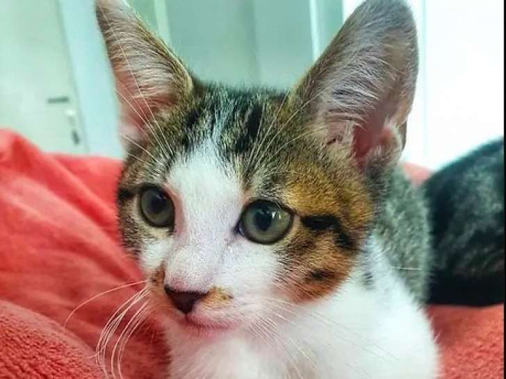 Chaton à adopter