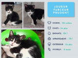 Chaton mâle disponible à l'adoption