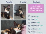Chatonne à adopter