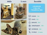 À céder, un chaton mâle