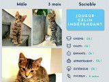 Chaton de 4 mois à céder