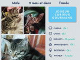Chaton mâle à adopter