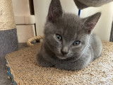 Chaton femelle