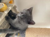 Chaton mâle U1