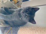 Chaton mâle U2